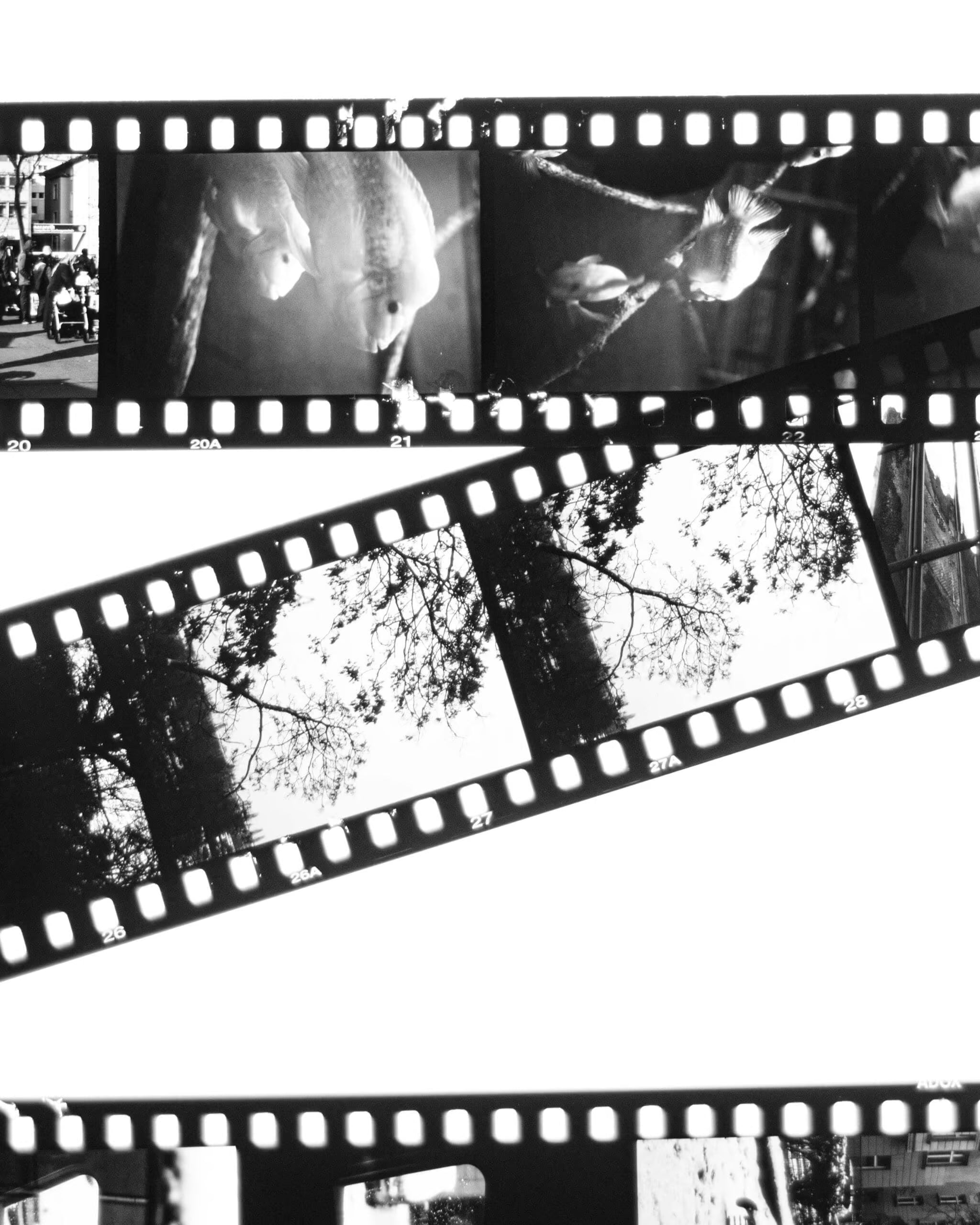 SCALA BW Slide Film Development - Photo Studio Berlin